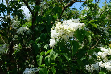 FU 2021-05-09 Feiertag 17 Am Baum wachsen weiße Blüten