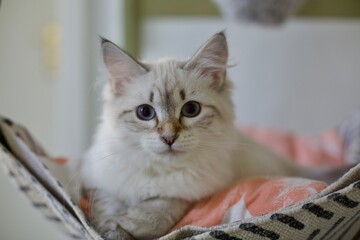 Four month old Neva masquerade kitten. Seal point tabby color.