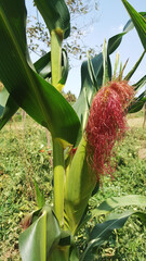 Fresh Corn in the plant