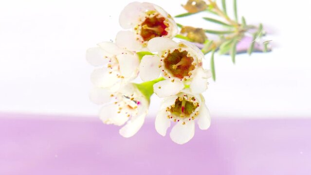 Close up of red flower buds and white petals in clean transparent water. Stock footage. Floral spring background.