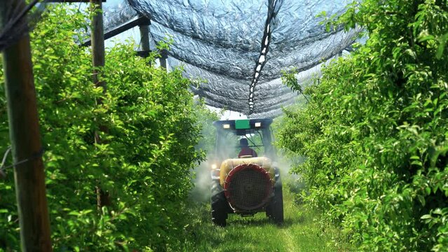 Tractor Sprays Pesticide And Fungicide On Apple Trees. Farmer Driving Tractor Through Apple Orchard. Apple Tree Spraying In Springtime. Hail Protection Nets Over Apple Plantation.