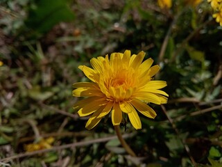 yellow flower in the garden