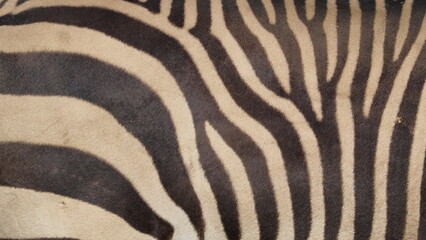 Fototapeta na wymiar black and white stripes pattern like zebra texture