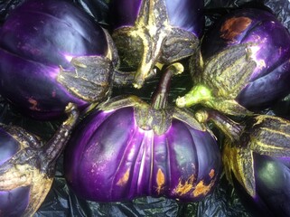 EGGPLANTS IN DEEP PURPLE ROBES
Eggplants shimmering and shining welcome you from the deep purple...
