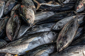 Fresh Skipjack Tuna in Ternate Fish Landing, Indonesia 