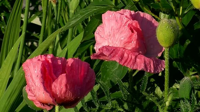 Mohnblumen mit Tautropfen verziert bewegen sich leicht im Wind (Gro&szlig;aufnahme)