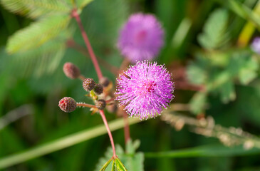 Close up of Shame plant (Mimosa pudica) with purple flower, shallow focus