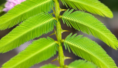 Mimosa Invisa, giant sensitive plant, green leaves and the thorn. Shallow focus. - obrazy, fototapety, plakaty