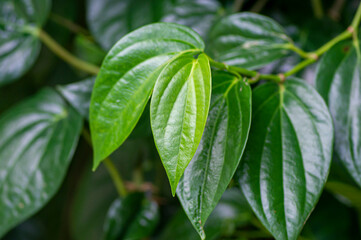 Green betel leaves (Piper betle), in shallow focus for computer background
