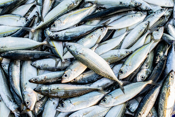Fresh mackerel fish in Ternate Fishing Port