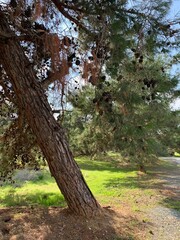 Pine tree branches with cones