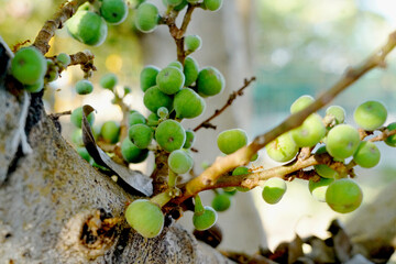 Green small figs fruit on the branch of a fig tree (ficus carica, ficus racemosa, ficus glomerata)