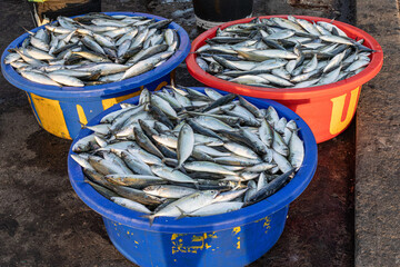 Three basket filled mackerel fish in Ternate Fishing Port