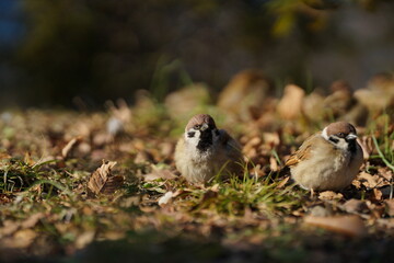 sparrow on the ground