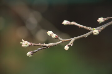 Spring branch of an apple tree with budding buds on a blurry background. High quality photo