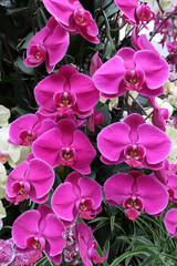 Phalaenopsis Pink Orchids.   
