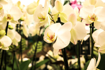 Phalenopsis Orchid plants in the garden in Spring
