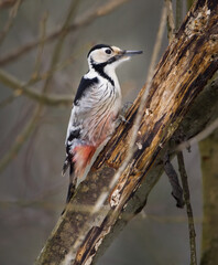 white-backed woodpecker