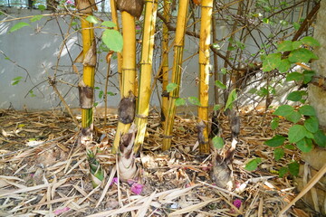 Yellow bamboo trees