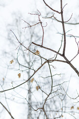 Fototapeta na wymiar frozen maple branch with seeds in cloudy weather in the forest. Selective focus, copy space.