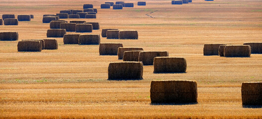 Hay Bales in Farm Field Ready for Harvest