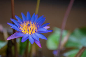 Beautiful blue lotus flower in the pond, water lily grow in the water, shallow depth of field