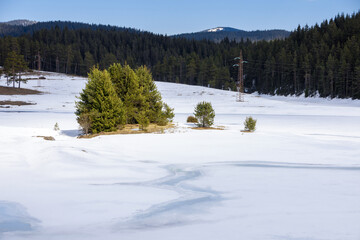 winter in the forest