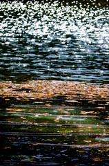 Fototapeta na wymiar Fallen leaves on the surface of the pond water