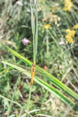Wandering glider Dragonfly (Pantala flavescens) sitting on green grass, South Africa