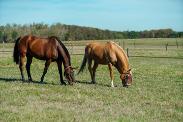 Horses at horse farm. Country summer landscape