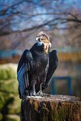 close-up view of  Griffon vulture (Gyps fulvus) outdoor
