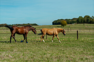 Horses at horse farm. Country summer landscape