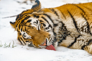 Tiger lying in the snow. Beautiful wild siberian tiger on snow