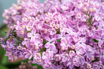 Spring blossom. Blooming lilac bush with tender tiny flower