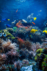 Colorful Tropical Reef Landscape. Life in the ocean