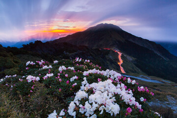 Obraz premium Asia - Beautiful landscape of highest mountains，Rhododendron, Yushan Rhododendron (Alpine Rose) Blooming by the Trails of at Taroko National Park, Hehuan Mountain, Taiwan 