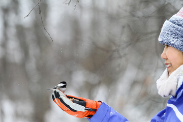 Wild chickadee bird landing on a woman's hands in snowing winter, New England, US