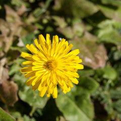 Fleur de pissenlit au début du printemps