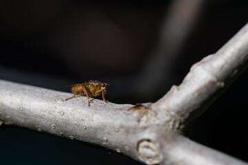 Scathophaga stercoraria - Golden Dung Fly - Scatophage du fumier