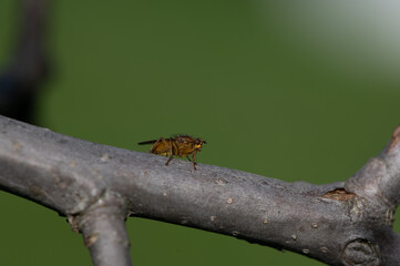 Scathophaga stercoraria - Golden Dung Fly - Scatophage du fumier
