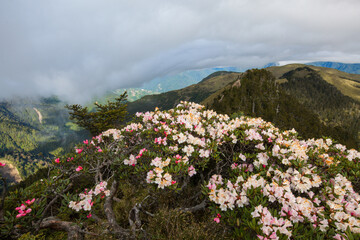 Fototapeta premium Asia - Beautiful landscape of highest mountains，Rhododendron, Yushan Rhododendron (Alpine Rose) Blooming by the Trails of at Taroko National Park, Hehuan Mountain, Taiwan 