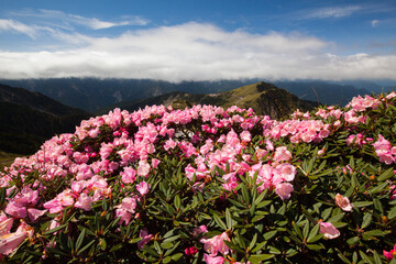 Asia - Beautiful landscape of highest mountains，Rhododendron, Yushan Rhododendron (Alpine Rose) Blooming by the Trails of at Taroko National Park, Hehuan Mountain, Taiwan
