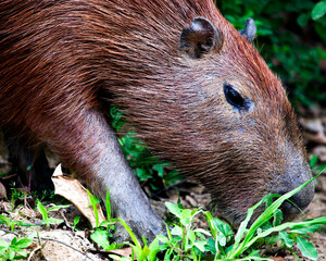 Closeup portrait of a Capybara (Hydrochoerus hydrochaeris) feeding on grass along the riverbank in the Pampas del Yacuma, Bolivia.