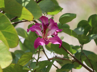 Bauhinia blossom image. Image of petal, pollination pink colour flower it is beautiful natural.with blur background