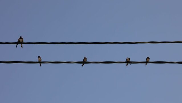 Birds Clean Their Plumage Sitting On Wires. Swallows Sitting On Electric Wires With A Clear Blue Sky In The Background. 4k.