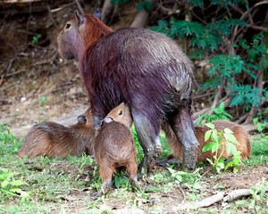 Closeup portrait of a family of Capybara (Hydrochoerus hydrochaeris) feeding from mother on the riverbank in the Pampas del Yacuma, Bolivia