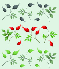 Small collection of rose hips berries on green foliate twigs; black, red and green dog roses berries with foliage for invitations, packaging, banners and other design.