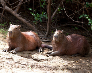 Closeup portrait of two Capybara (Hydrochoerus hydrochaeris) sitting along the riverbank in the Pampas del Yacuma, Bolivia.