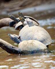Closeup portrait of a group of Yellow-spotted River turtles (Podocnemis unifilis) sitting on log surrounded by water in the Pampas del Yacuma, Bolivia.