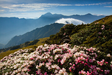 Fototapeta na wymiar Asia - Beautiful landscape of highest mountains，Rhododendron, Yushan Rhododendron (Alpine Rose) Blooming by the Trails of at Taroko National Park, Hehuan Mountain, Taiwan 
